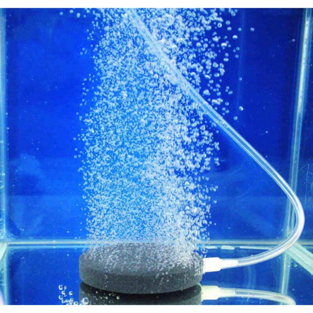 Dĩa sủi loại lớn 10cm