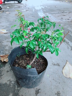 Cây Khế Cho Sai Trái (hàng có sẵn hoa)