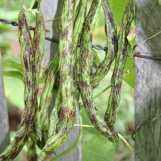 HẠT GIỐNG ĐẬU Y pole