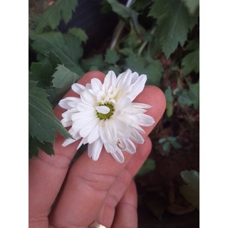 cúc cổ mi kép( họa mi cánh kép )