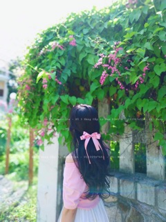 Nơ kẹp cánh bướm 4 cánh 4 dây