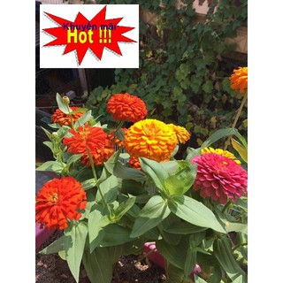 ❤HẠT GIỐNG HOA CÚC LÁ NHÁM❤ CÚC NHI NHA NHIỀU MÀU SIÊU DỄ TRỒNG TẶNG KÍCH MẦM