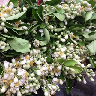 Nước cất Hoa Bưởi