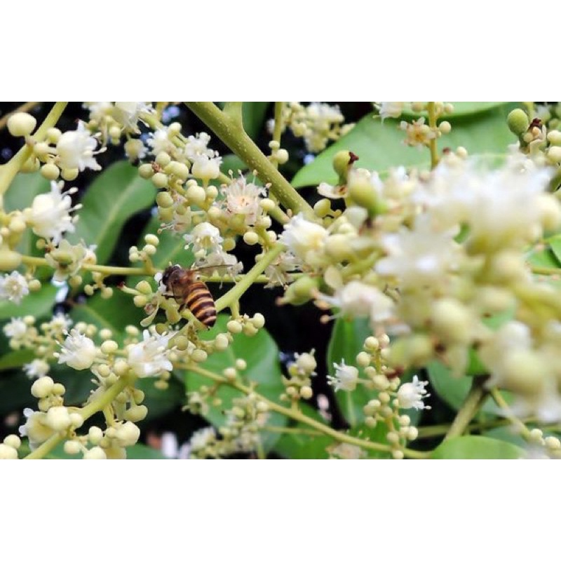 500ml mật ong hoa nhãn được lấy từ hoa những cây nhãn cổ thụ trăm năm ở hưng yên
