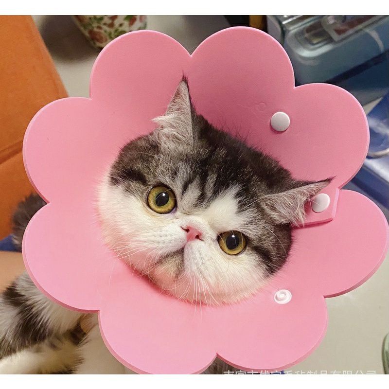 vòng loa chống liếm hình bông hoa cho chó mèo thú cưng