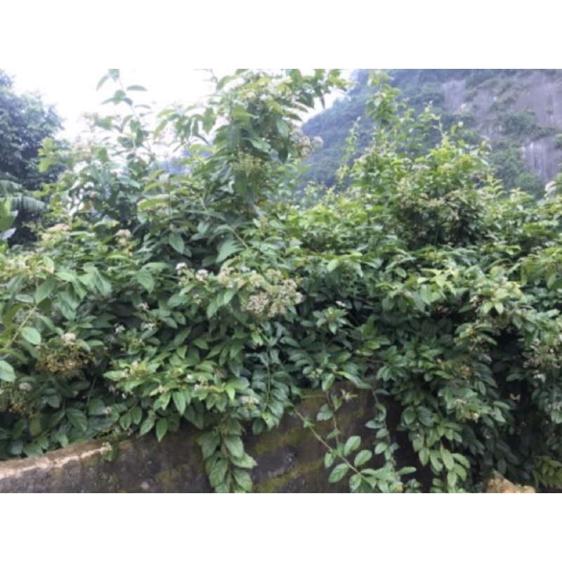 Combo 5 cây xạ đen giống chính hiệu Hoà Bình