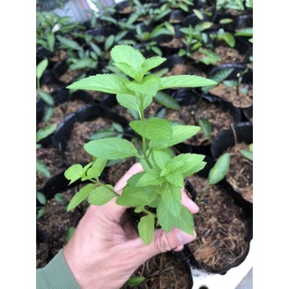 Combo 3 Cây Bạc Hà Nhật 🌿 ( JAPANESE MINT 🪴)