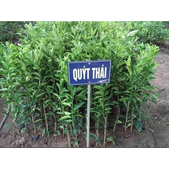 Cây Quýt Thái Đường Thái Lan Siêu Sớm F1
