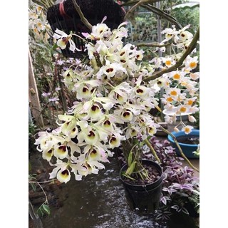 Lan rừng hoàng phi hạc, vẻ đẹp bình dị hoang sơ của núi rừng