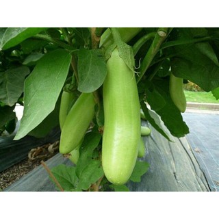 HẠT GIỐNG CÀ TÍM CÁC LOẠI - 1 Gói