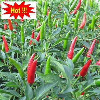 Hạt giống Ớt chỉ thiên F1