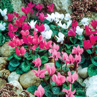 Hoa Anh Thảo Nhiều Màu (10 hạt)