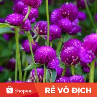 (SALE LỚN) 100 hạt hoa cúc bách nhật tím đậm