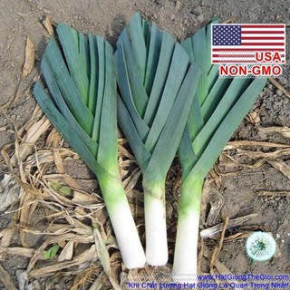 100GR 35K.HẠT Hạt Giống Tỏi Tây Hành Baro Boaro USA Siêu Ngon (| C24*W21)