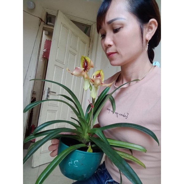 🍀HÀNG ĐẸP🍀Hoa Lan hài râu