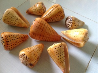 Vỏ ốc cối hạt mè