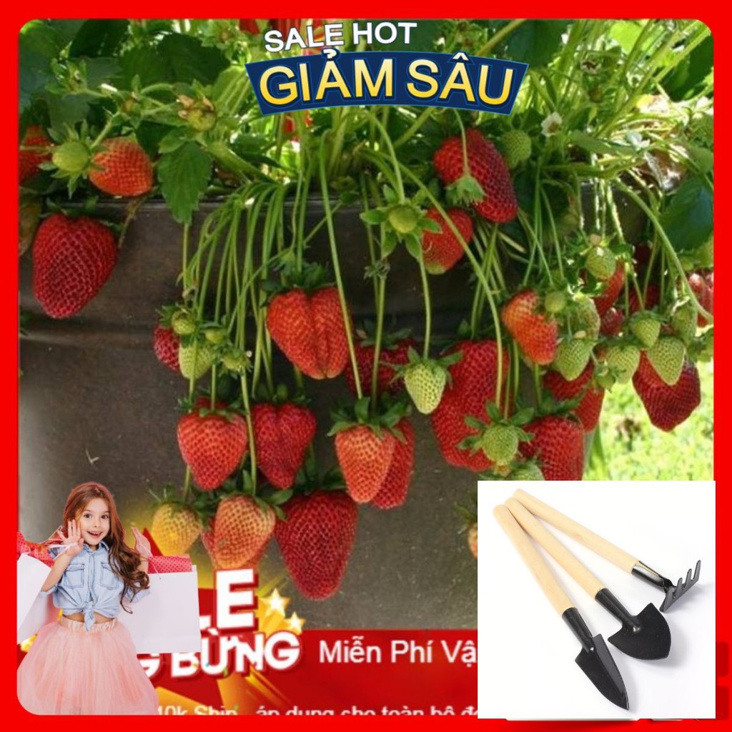 Hạt Giống Dâu Tây Chịu Nhiệt F1 - 100 Hạt / Gói - Tặng Kèm Bộ Dụng Cụ Trồng Cây Mini