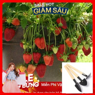 Hạt Giống Dâu Tây Chịu Nhiệt F1 - 100 Hạt / Gói - Tặng Kèm Bộ Dụng Cụ Trồng Cây Mini