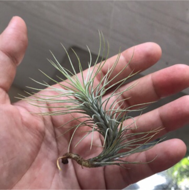 Cây không khí hồ ly -Tillandsia funckiana