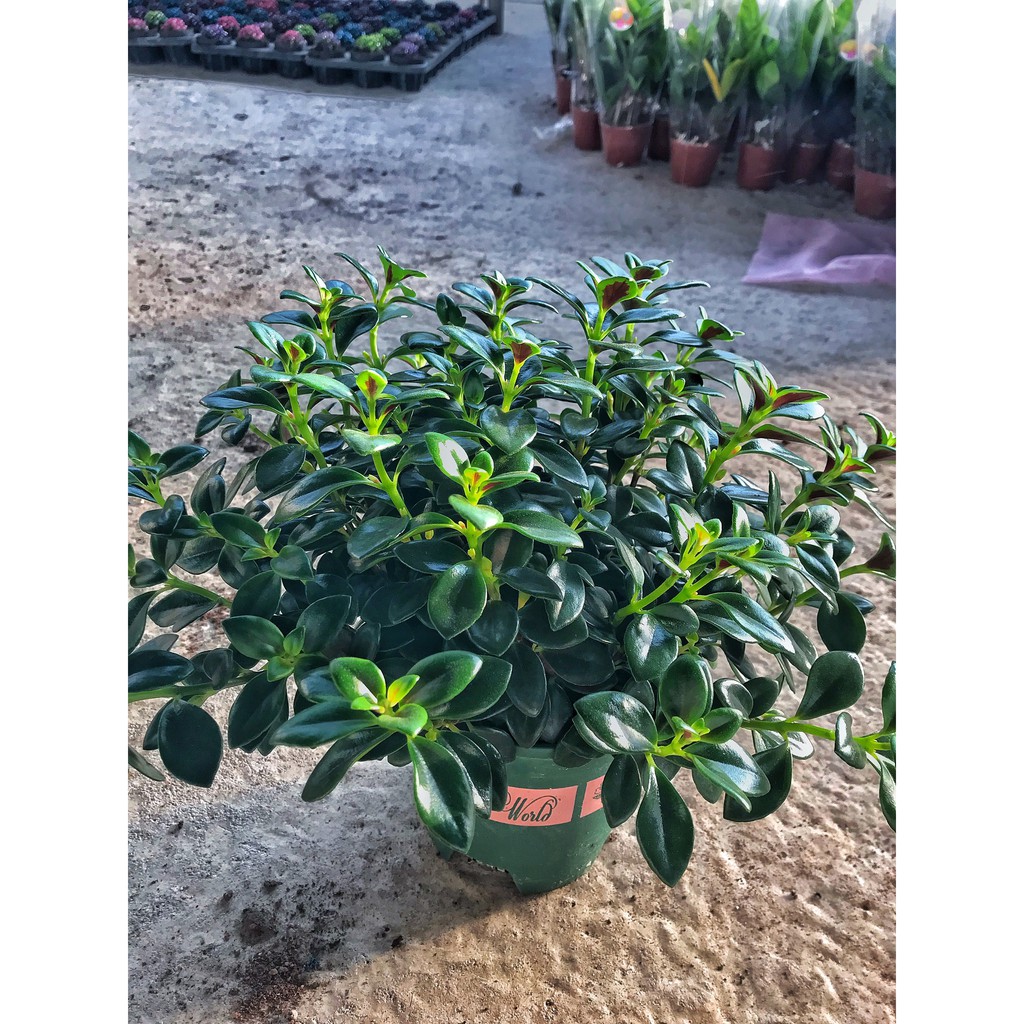 Cây cá vàng, cây cao 15-20cm cây để bàn giảm stress hút may mắn, tài lộc, tăng sức khoẻ, làm quà tặng ý nghĩa