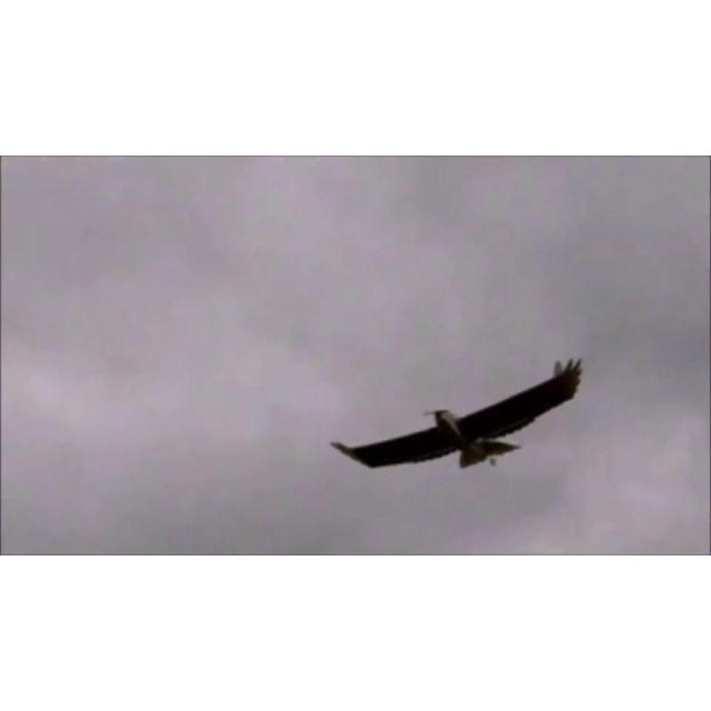 Kit máy bay Đại Bàng eagle sải 90cm-1mét30cm ( bản đầy đủ linh kiện)
