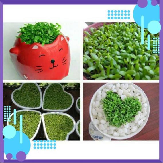 Hạt giống Cỏ May Mắn .