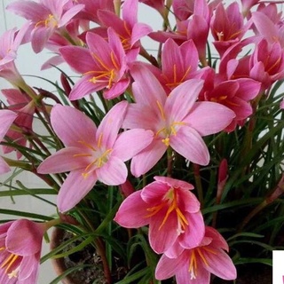 Bộ 20 củ giống hoa huệ mưa hoa màu hồng kns4