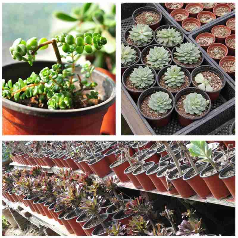 Hộp Nhựa Trồng Cây Mầm Chống Rơi F8B2