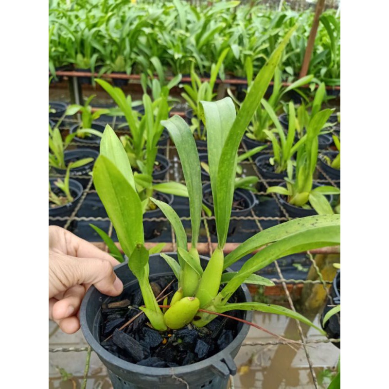 Hoa lan : VŨ NỮ LAI FL CHẬU TRƯỞNG THÀNH SẮP HOA