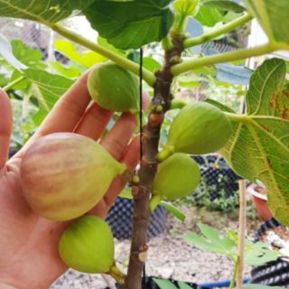 Cây Sung Mỹ.... đang trái