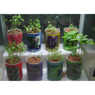 HẠT ĐẬU THẦN KỲ (Đậu Magic)