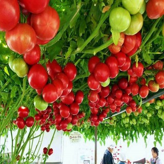 Hạt giống cà chua chùm leo giàn ( cà chua bạch tuộc) gói 30 hạt
