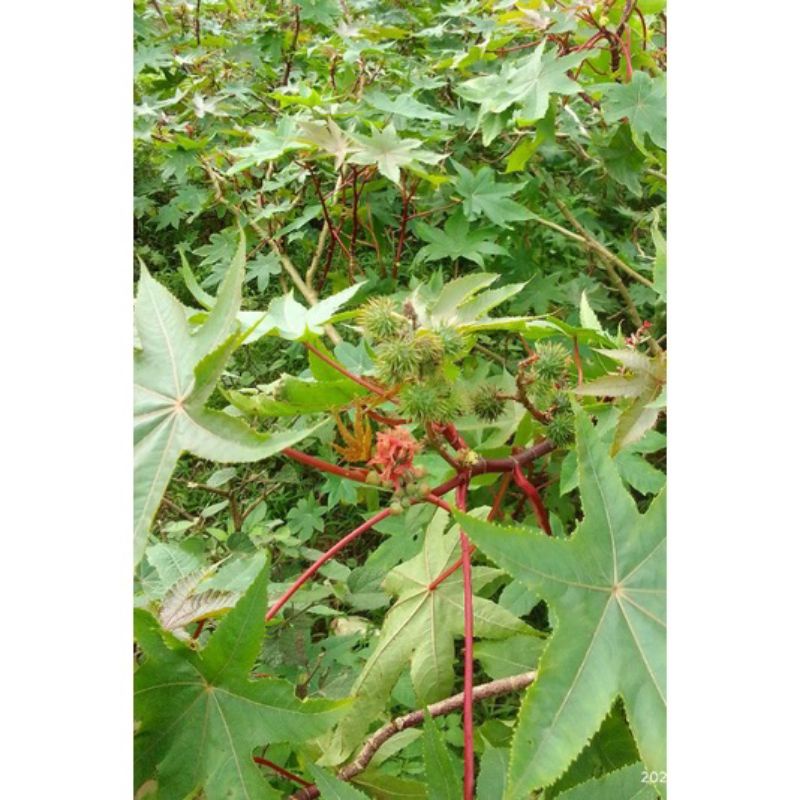 1KG Quả Thầu Dầu Tươi