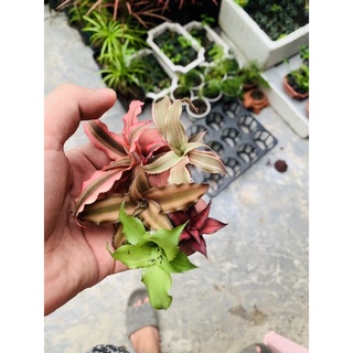 dứa phụng mini