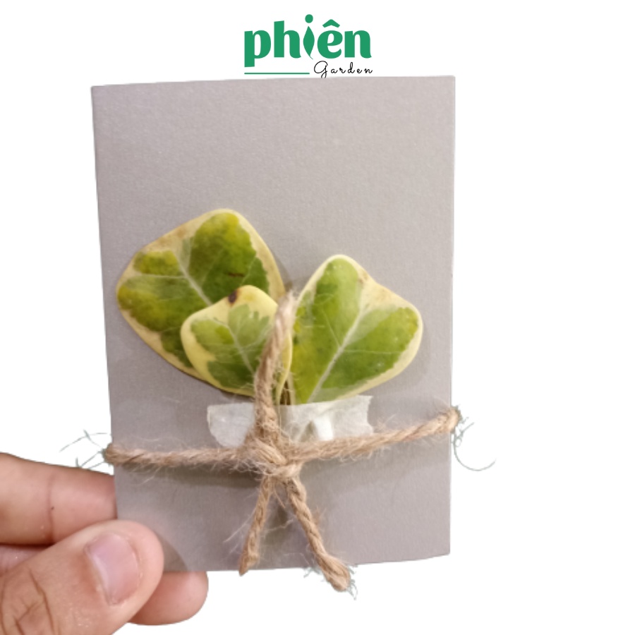 Thiệp hoa khô handmade giấy cứng siêu xinh