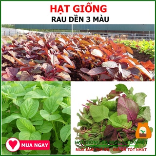 Hạt Giống Rau Dền 3 Màu 50 Gram