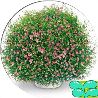 Hạt giống hoa lưu ly hồng 100 hạt