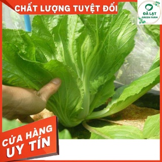 🌱HẠT GIỐNG CẢI BẸ DƯA_25GR🌱