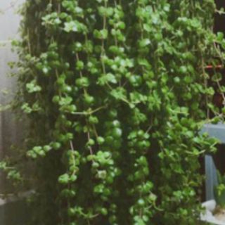 Cây vẩy rồng 6 cây
