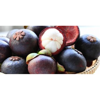 cây giống măng cụt