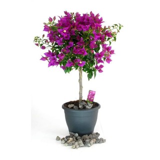 [FREESHIP - Xả Khô Máu] 3 Cây Giống hoa giấy tím