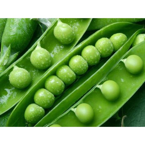 Hạt giống cây đậu hà lan