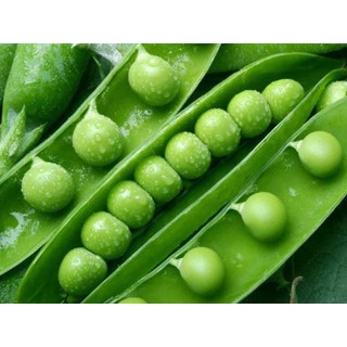 Hạt giống cây đậu hà lan