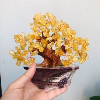 Cây da vàng phong thuỷ mang lại may mắn, tài lộc