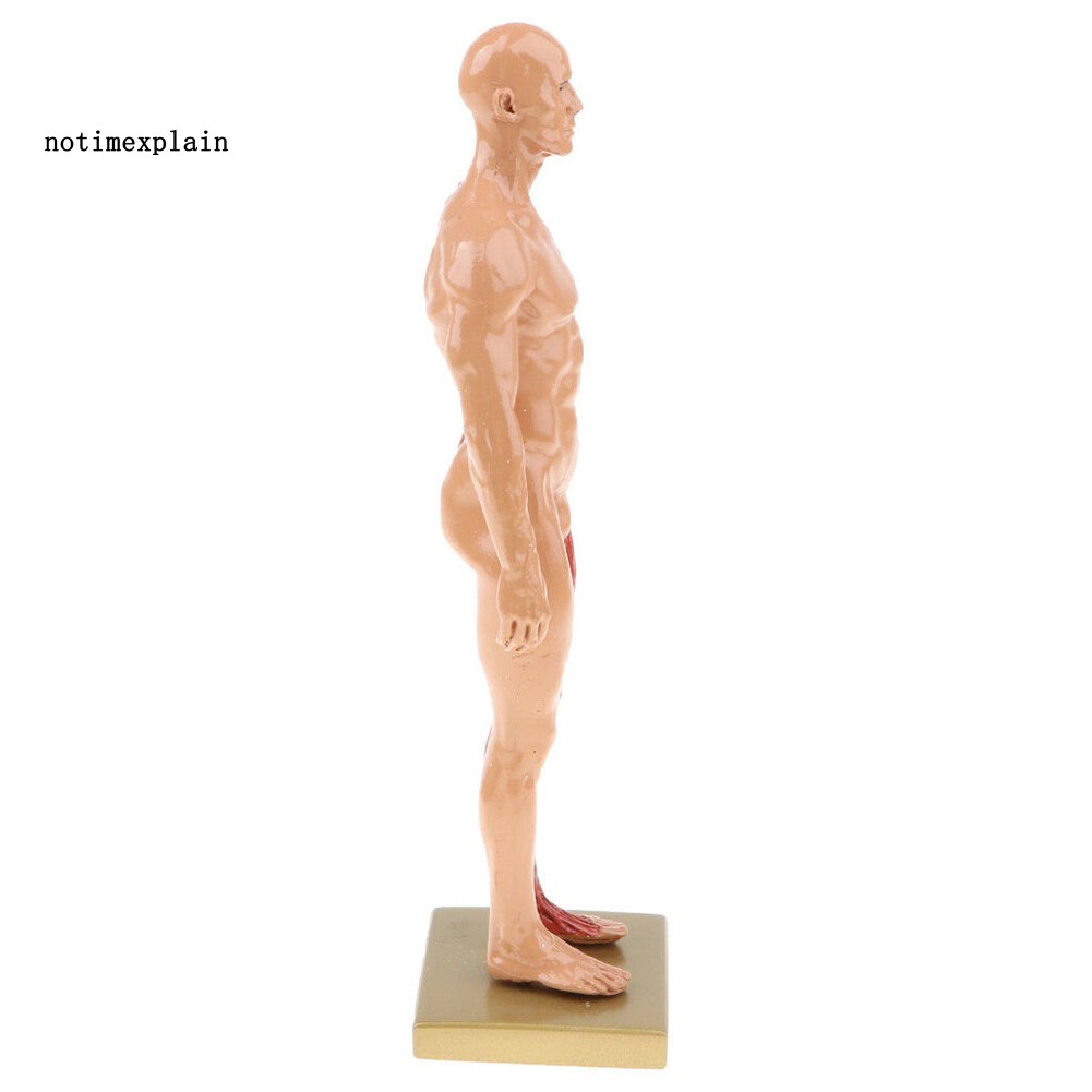 Mô hình giải phẫu cơ thể nam giới 30cm bằng nhựa hỗ trợ giảng dạy y học tiện lợi