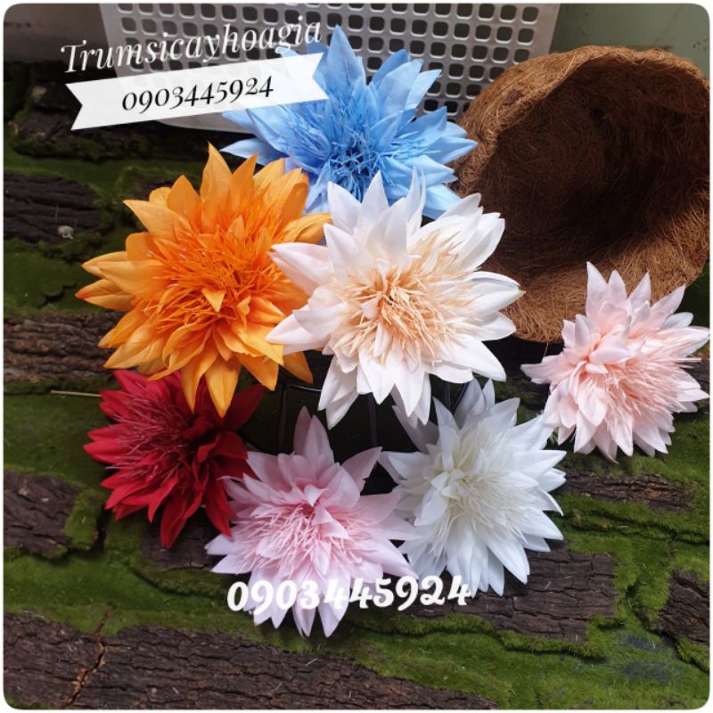 Đầu bông cúc râu siêu to size 13cm.Trang trí tháp oản,bánh.