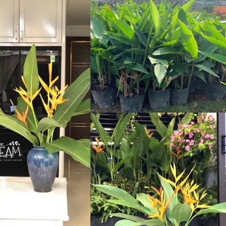 Cây chuối mỏ két chuối thiên điểu