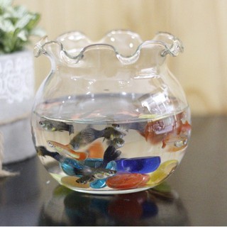 Hủ Bầu Cá Bèo Thủy Tinh Nuôi Cá/Trồng Cây Thuỷ Sinh (Nhiều Cỡ)