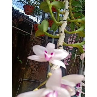 Hoa Lan giả hạc Ám cổ Văn Giang Cánh Bầu