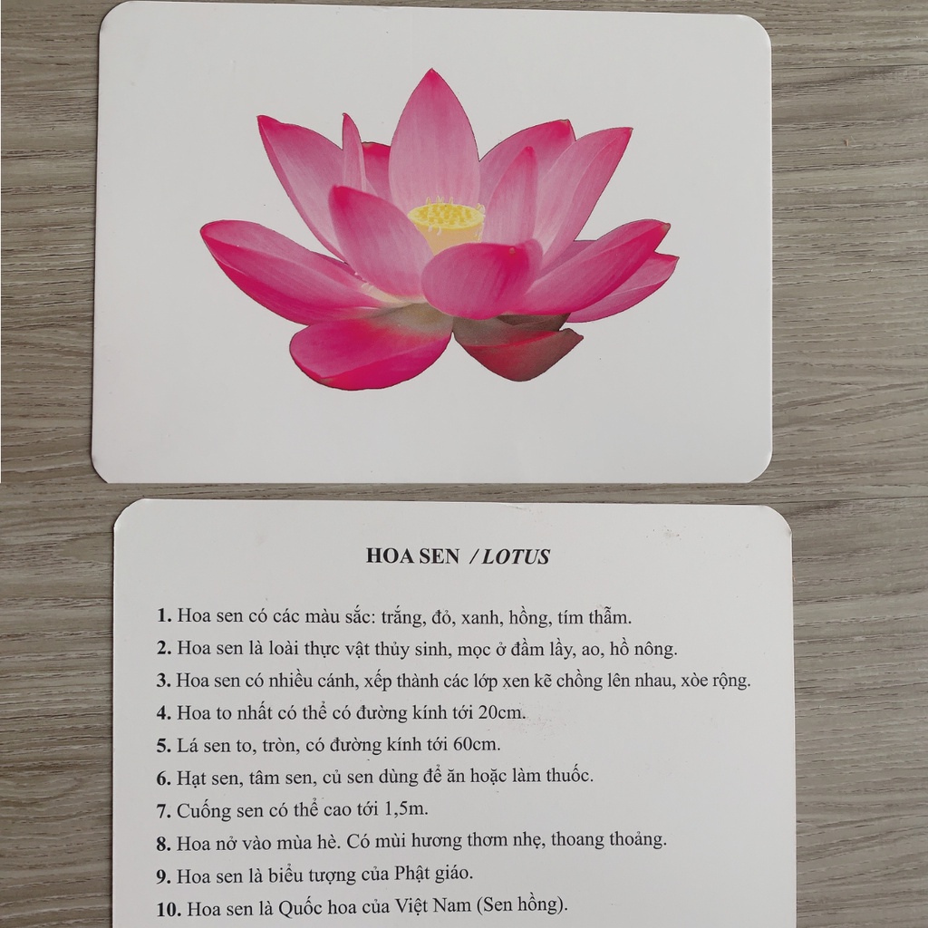 Flashcard glenn doman cho trẻ sơ sinh thẻ thế giới xung quanh chuẩn 300 thẻ chuyên sâu Shop Bố Su